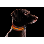 Collier lumineux pour chien Eyenimal