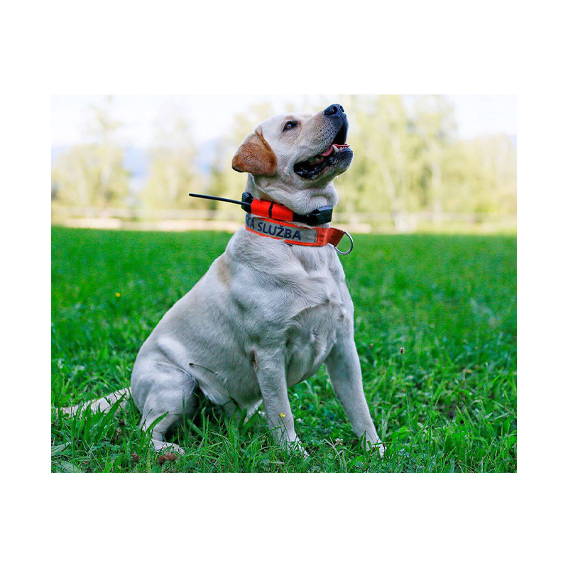Freejump Collier D'Entraînement Équestre – Maintien Doux, Élastiques Et Poignées, Pour Chevaux Sensibles