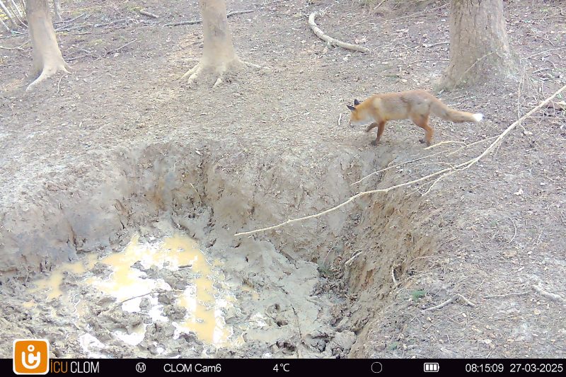 Renard ICUCAM6 Renard ICUCAM6