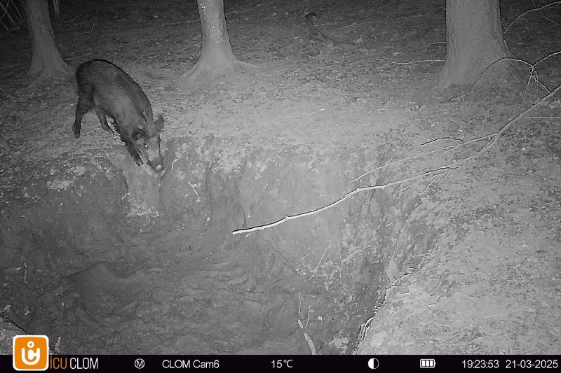 Sanglier ICUCAM6 Sanglier ICUCAM6